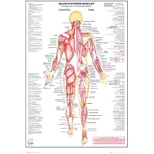 AllPosters Wall Poster Human Body Major Posterior Muscles, 24x36