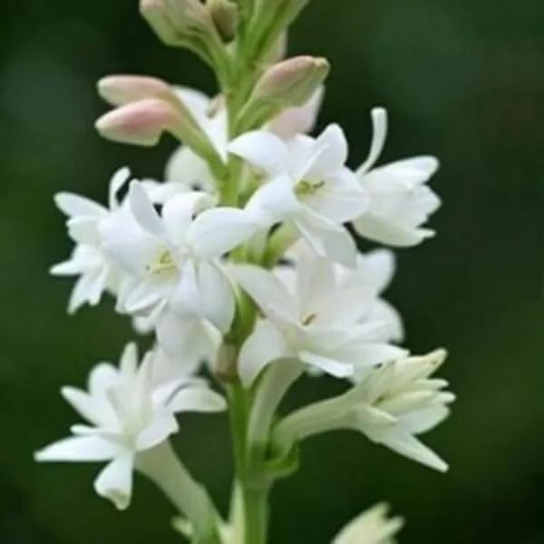 Image of Premium Rajnigandha Flower Bulbs | Polianthes | Tuberose pack of 35 Flowering Garden & Balcony