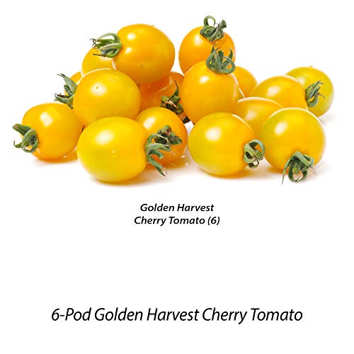 Aerogarden Golden Harvest Cherry Tomato Seed Pod Kit #TOP5