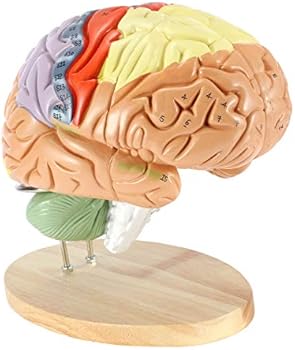 Amazon.com: BEAMNOVA Human Brain Model 2 Times Life Size for ...