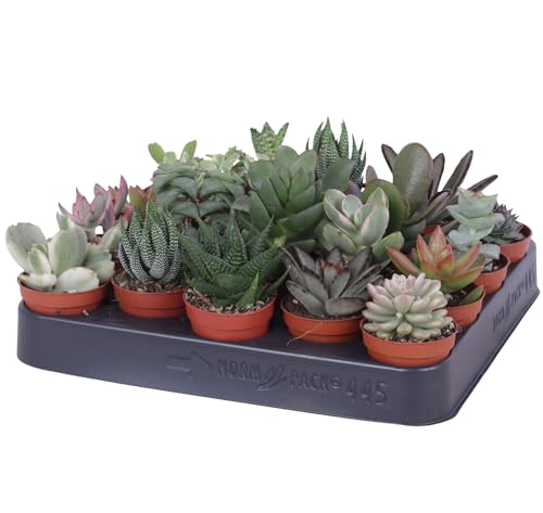 20 Sukkulenten BS Trading 5 5cm Topf Lebendware Mini Sukkulenten