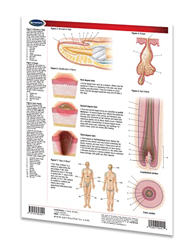 Permacharts The Skin - Human Skin Guide Medical Quick Reference Guide