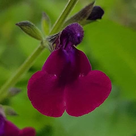 Salvia greggii ‘Emperor’- Salvia That is Ready to Plant Out- Comes Back Every Year (Hardy) - Flowers from Summer to Autumn- Loved by Bees (Middleton Nurseries) (3X P9(9cm Pot)) Cover