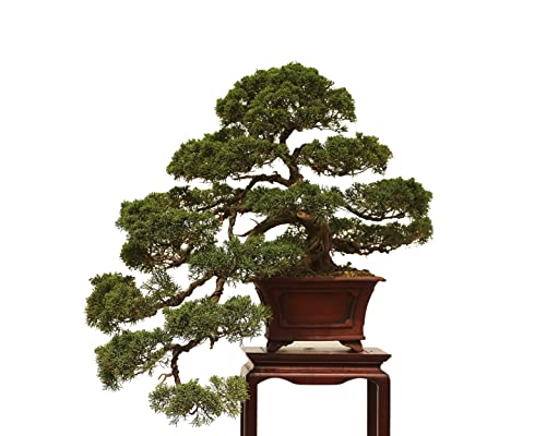 Fertilizante Orgánico para Bonsai 3 Lbs miniatura 7