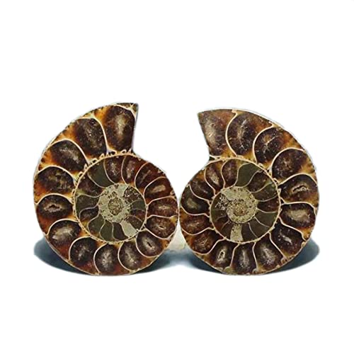 YEDECOR Natural Crystal Conch Quartz Pattern Beautiful Ammonite Fossil Conch Specimen Energy Mineral Specimen Slice for Home Decor Gifts Ornament Geography Teaching,1.6in