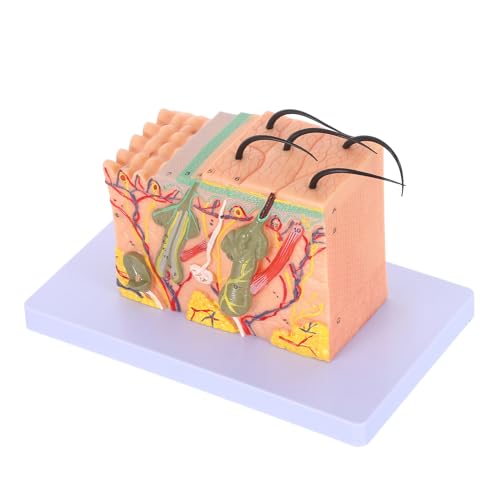 Modèle d'anatomie de la peau SEWACC agrandi en relief pour réviser ses examens