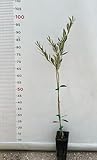La Pasola è una varietà dell'ulivo dalla elevata produttività, ha frutto medio grande, utilizzato sia come frutto da tavola che per la produzione di olio. Pianta di medio sviluppo, con foglie di forma lanceolata. Aborto dell’ovario circa 20%. Il frutto, di pezzatura medio-grande, a maturazione assume colorazione nerastra. La varietà è autosterile, produttiva e non molto esigente per ciò che riguarda il clima e il terreno. Le olive vengono utilizzate sia per l’estrazione dell’olio, che per la preparazione delle olive nere al naturale.