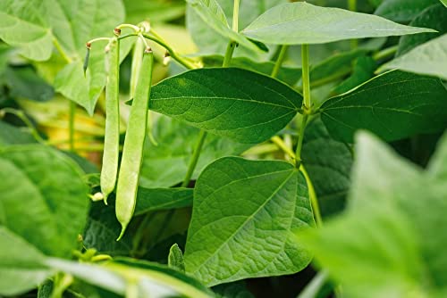 Roma Ii Italian Bush Bean Seeds For Planting, 30+ Heirloom Seeds Per Packet, (Isla's Garden Seeds), Non Gmo Seeds, Botanical Name: Phaseolus Vulgaris, Great Home Garden Gift #TOP5