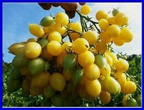 Barry'S Crazy Cherry Tomate Seeds - Massive Clusters jocad (100 Semillas)