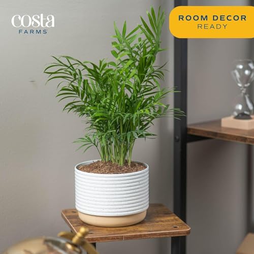 Costa Farms Cat Palm, Live Indoor Houseplant in Indoor Garden Plant Pot - Image 4