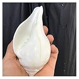 La forma especial y el hermoso color hacen de estas conchas un gran material de manualidades.