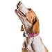 Randstark Biothane Waterproof Durable Dog Collar with Herm Sprenger - Quick Release ClicLock Buckle - Fits Medium and Large Dogs - Made in USA (Passionfruit Pink, W 1