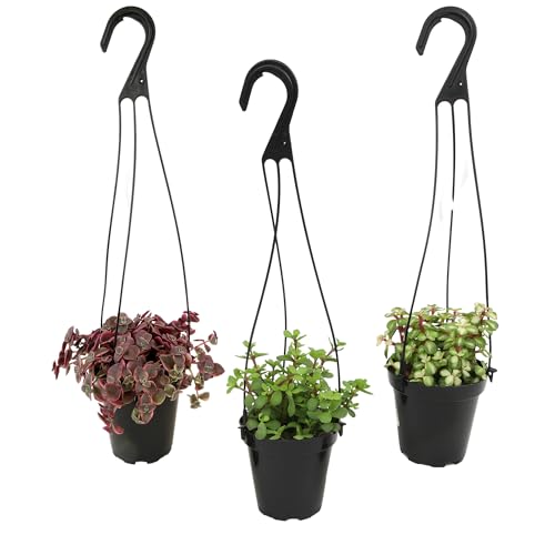 Altman Plants Hanging Succulents (3PK) in 3.5' Hanging Baskets for Plants, String of Pearls, Calico Kitten Crassus, Portulacaria Afra, Trailing Live Succulents Plants & House Plants in Succulent Soil