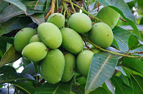 Image of LIVE Vanraj Mango Plant Hybrid Size 2 Feet to 2.5 feet
