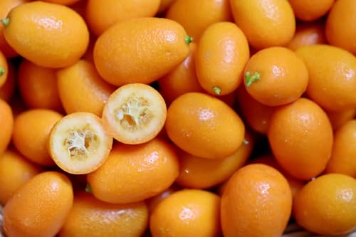 5+ Nagami Kumquat Fruit Seeds for Planting Heirloom Non-GMO Orange Tree Seeds Cold-Hardy Dwarf Citrus Tree Seeds Perfect for Home Garden Patio & Bonsai