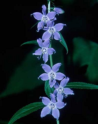 Campanulastrum americanum | Tall American Bellflower | 100_Seeds