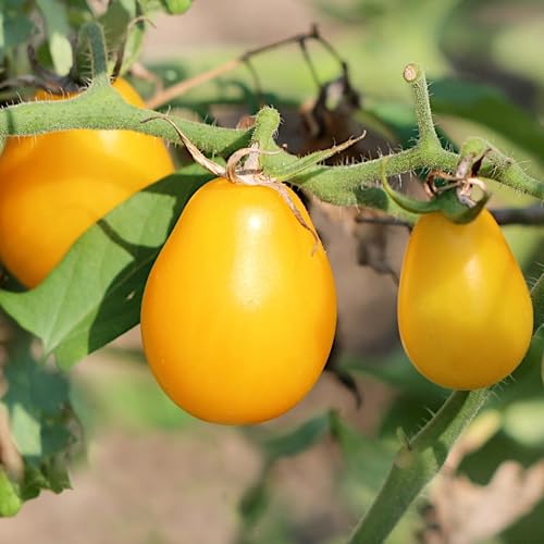 PlantiCo Yellow Pearshaped 0,2g Semillas de Tomate en Forma de Pera Semillas de Tomate Semillas de Hortalizas Robustas Semillas de Hortalizas Semillas de Cultivo Invernadero