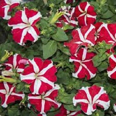 Nouveau frais 100pcs graines de fleurs de pétunia
