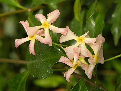 Jasmin Étoilé Pink Showers Godet