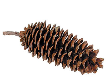 10 to 13 Inch Sugarpine Pinecone