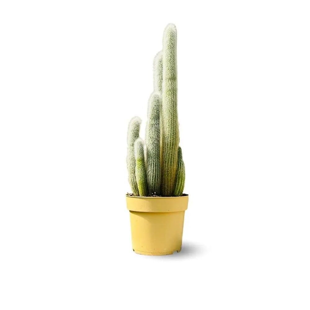 Attitude Jardin Kaktus, Kaktus, 40-50 cm, ⌀ 17 cm, Kakteen und Sukkulenten