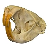Gopher Skull (Natural Bone Quality A)
