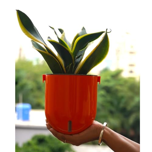 Image of Indian Discovery Self Watering Wall Hanging Planter|Hanging /Hooked Flower Pots for Home, Balcony, Vertical Garden Decor Flower Pots(1 PC,Orange, Sphere)|6 Inch UV-Resistant Plastic Plant Pots