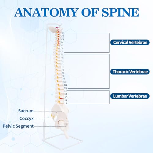 Image of Life Size Posable Skeleton for Anatomy, Human Skeleton Bones Full Size Skeleton Model PVC Anatomy Skeleton Model W /Rolling Stand for Study Display (34.6 inch Spine Model)