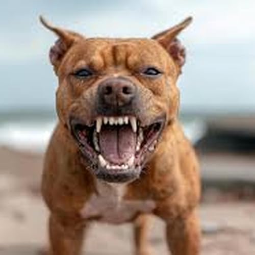 『Bunbury one of the worst spots in WA for dog attacks on posties』のカバーアート