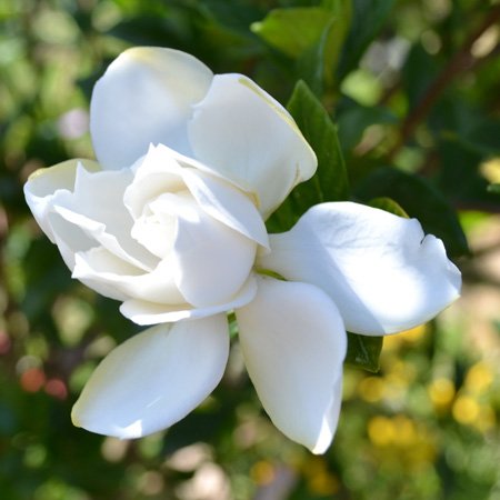Interrupteur à baïonnette décoratif multicolore 3dRose Gardenia - 4