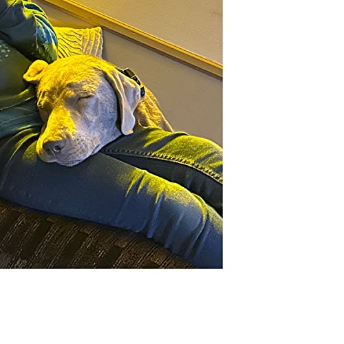 Getting a dog - ch7 ch8 Podcast By  cover art