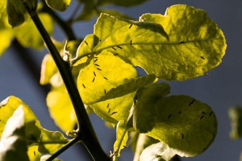 Citrus greening with Rose Loria