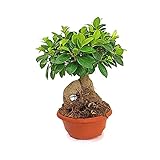 Para interior y exterior BONSAI NATURAL FICUS GINSENG T20 40CM ALTURA