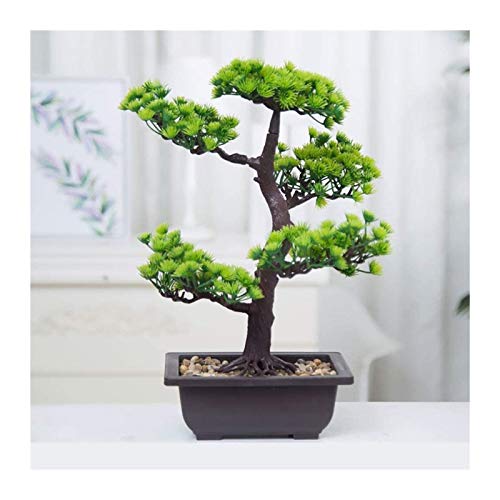 Faux pin en pot Feng Shui pour éliminer le stress des plantes à arroser