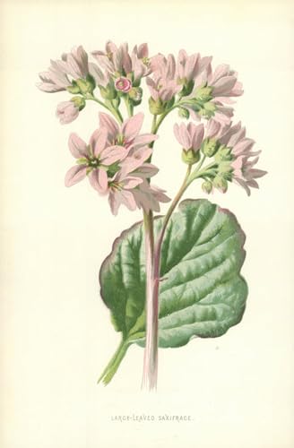 Lienzo cuadro decorativo de Saxifrage para un salón elegante y relajante