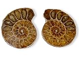 Größe: ca. 3 cm je Hälfte Ammoniten Paar, Fossilien, 3 cm/Ammonit Fossil paarweise