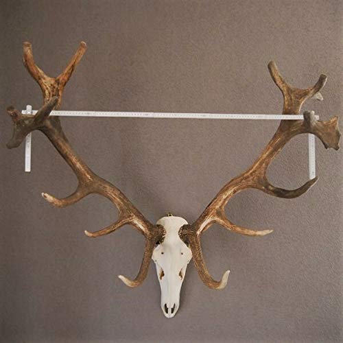 GTK - Geweihe & Trophäen KRUMHOLZ Starkes 16 Ender ROTHIRSCH Hirsch Geweih Hirschgeweih mit ganzer Nase und Oberkiefer H111cm