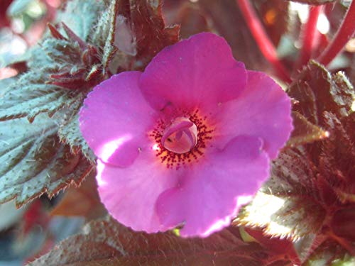 Preisvergleich Produktbild Portal Cool Achimenes 'Caprice' Rhizome 1 Stück, frisch !! (202)