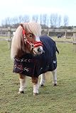 Rhinegold Foal Thor Outdoor-Teppich 3/6, Schwarz gebunden, Rot
