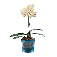 Amazon｜ミニ胡蝶蘭 マイクロ胡蝶蘭2.5号鉢植え アクアポット 1