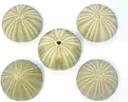 ユニークなグリーン系貝殻 約18cm 91Ca45yVc1L._UF350,350_QL80_.jpg