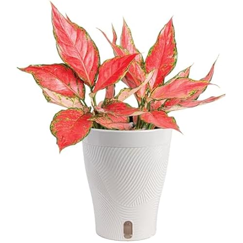 Costa Farms Chinese Evergreen, Live Indoor Plant, Easy Care, Home Decor