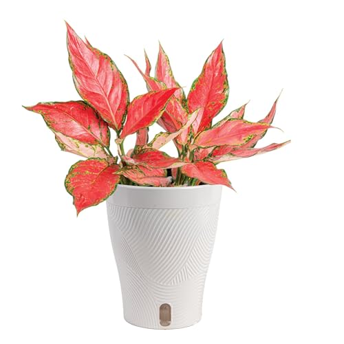 Costa Farms Trending Tropicals Aglaonema Live Indoor Plant, Self Watering Decor Plant Pot, 1 Foot Tall