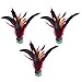 BESPORTBLE 3Pcs Kick Volants Chinois Jianzi Plume Kicking Volants Extérieur Intérieur Pied Sport Jouet pour Les Étudiants (Couleur Aléatoire)