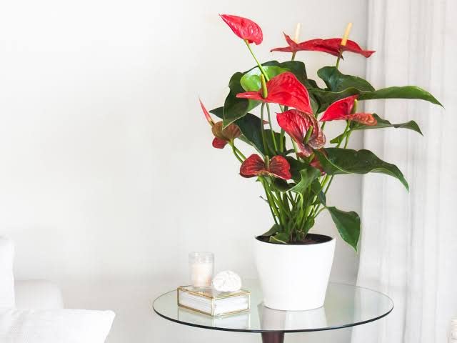 Mphmi Anthurium Plant Pack (Pack of 4 Colors) (B0B5MHM8TW) Amazon Price History, Amazon Price Tracker