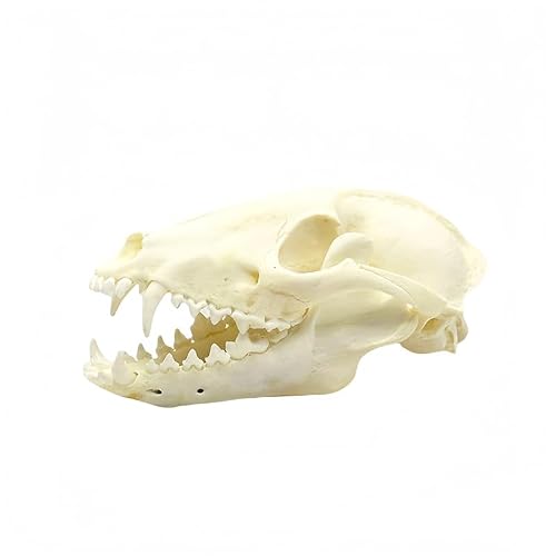 1pc Cleaned Raccoon Dog Skull, Real Taxidermy Specimen for Biology
