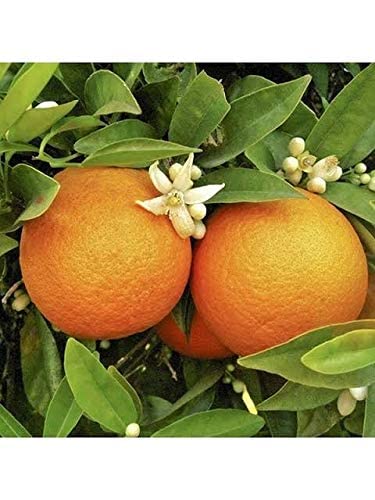 See full amazon price history chart for Ariya Rare Malta orange/Kinnow/Kinnu Fruit Live Plant with poly bag (1 Healthy plant) Ariya Rare Malta orange/Kinnow/Kinnu Fruit Live Plant with poly bag (1 Healthy plant) (B0B1P4D52G) Amazon Price History, Amazon Price Tracker