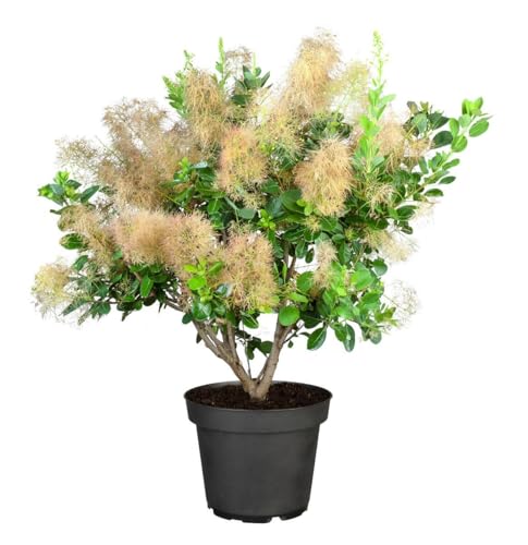 Cotinus coggygria 'Young Lady' 40-60 cm – Winterhart, Mehrjährig, Pflegeleicht – Perückenstrauch – Zierstrauch für Garten & Beet