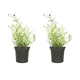 SMPLY. - Planta de Lavanda - Pack 2 - Altura 20 cm - Maceta 10 cm - Hierba Aromática de Interior y Exterior - Huerto Urbano y Jardín - Fácil de Cuidar