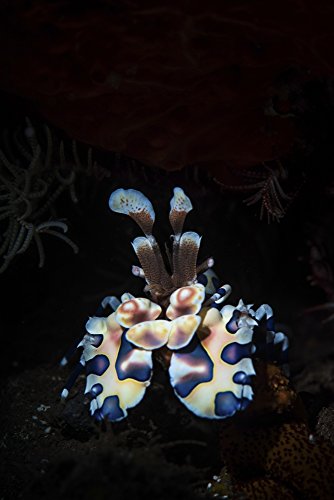 Posterazzi A Harlequin Shrimp Tulamben Bali Indonesia Poster Print by Brook Peterson/Stocktrek...